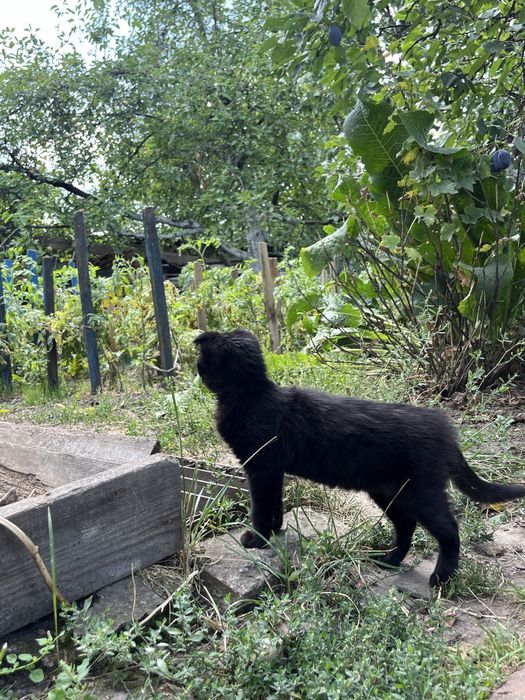 Висловухе чорне кошеня