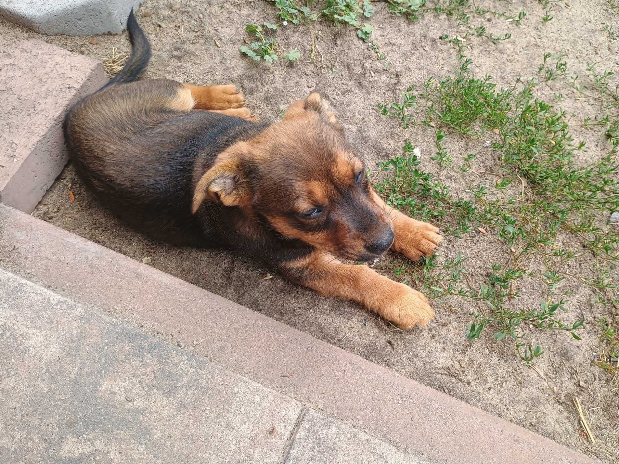 Oddam w dobre ręce