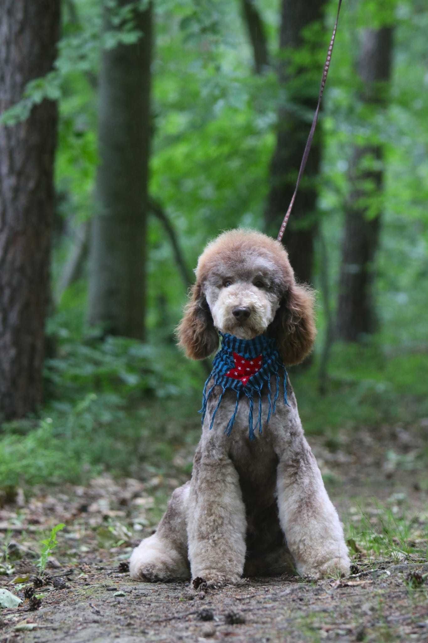 PUDEL królewski duży poodle pies/samiec Choco Tan RALPHI Poodle