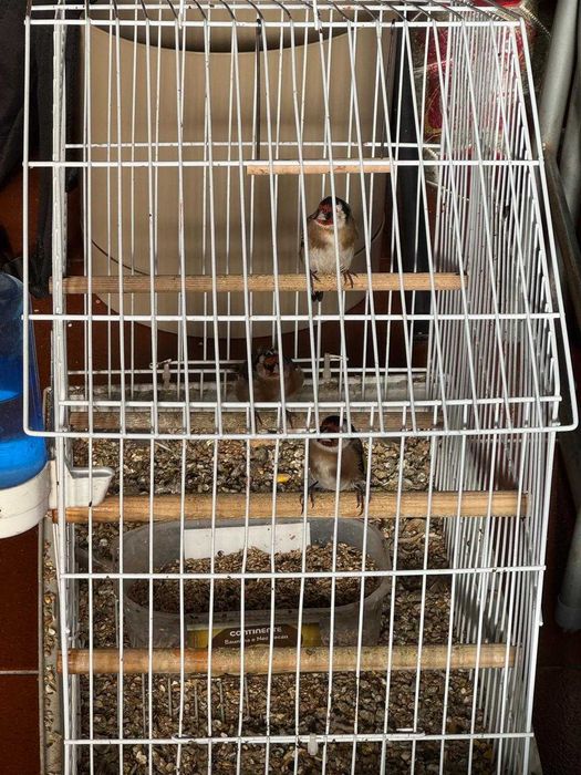 gaiolas e viveiros para aves