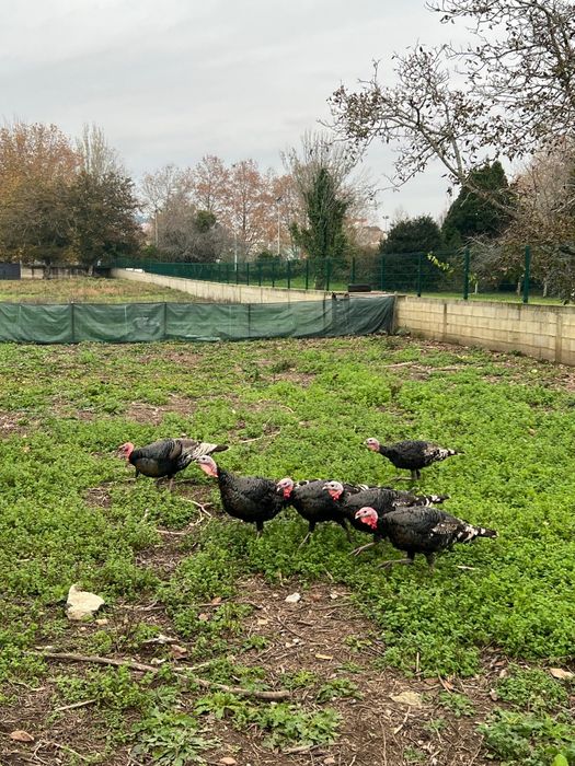 Perus machos caseiros