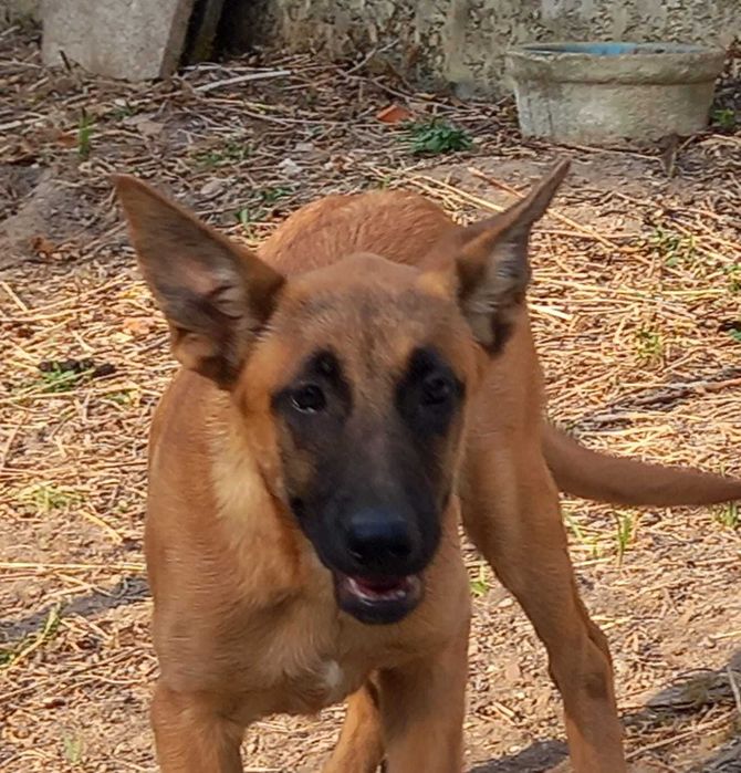 Pastora belga malinois adulta para adopção