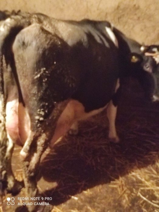 Продам корову на хозяйство