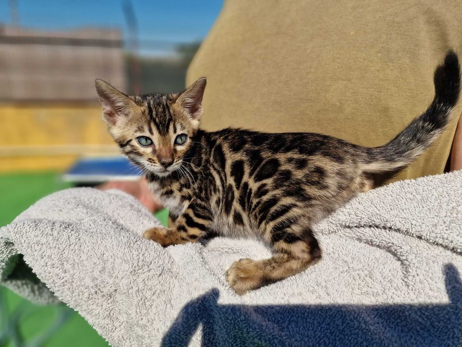 Gatinho de bengala (macho)