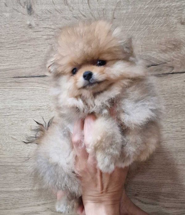 Szpic miniaturowy Pomeranian