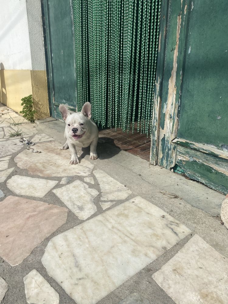 Bulkdog  frances branca femea