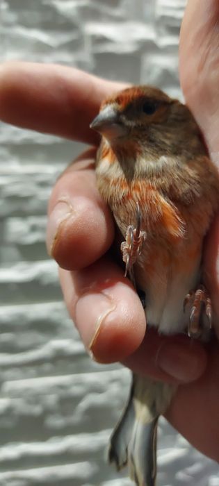 Kanarki. Bastard .Basztaed