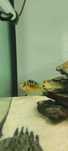 Ciclideos africanos - Pseudotropheus crabro (Abelha)