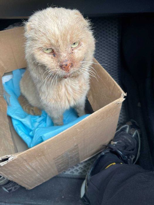 Знайшовся кіт. місто Золочів