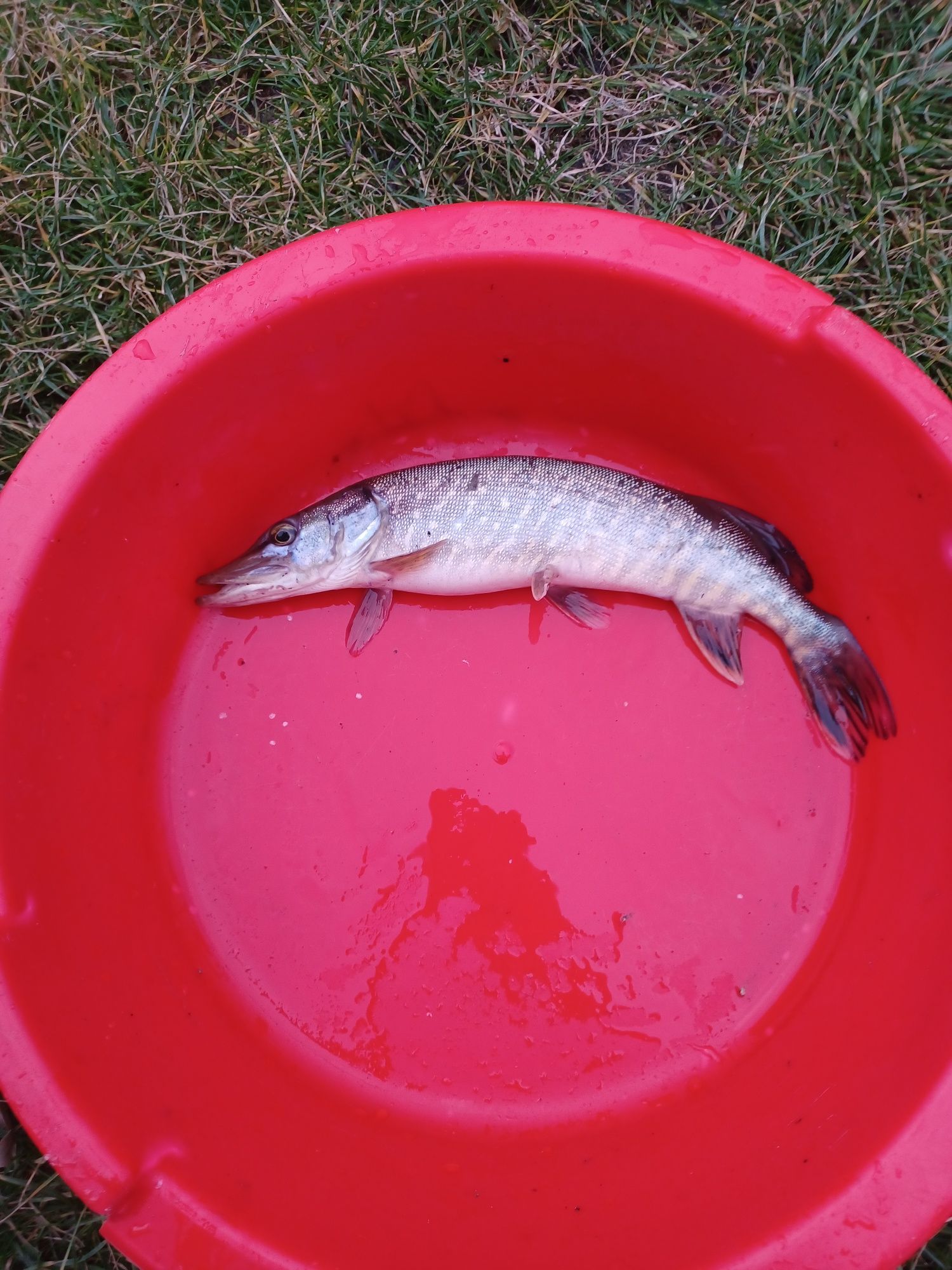 Karp narybek/kroczek. Jesiotry , Amur , Lin , Miętus.