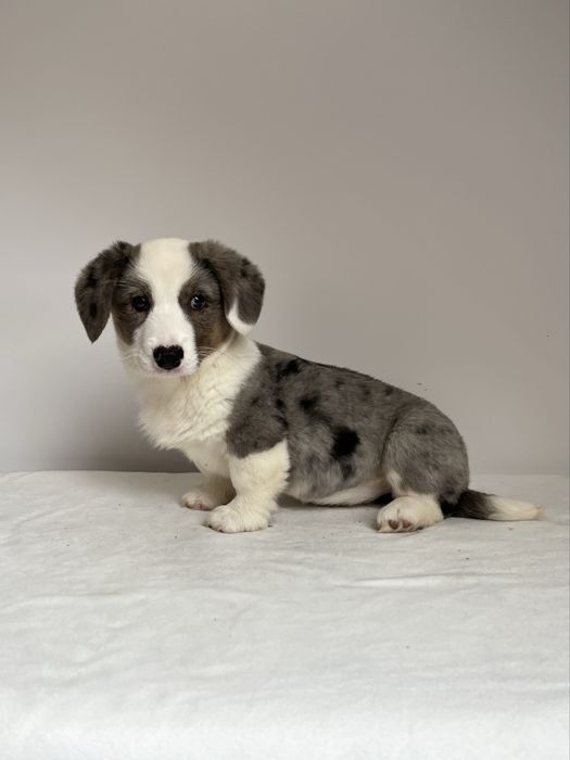 Welsh Corgi Cardigan - sunia blue merle