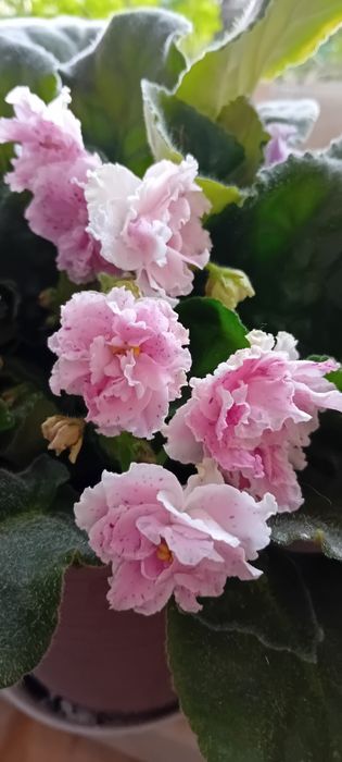 Listki fiołka afrykanskiego