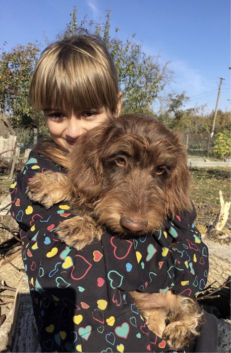 Жорсткошерстна такса мініатюрна цуценята