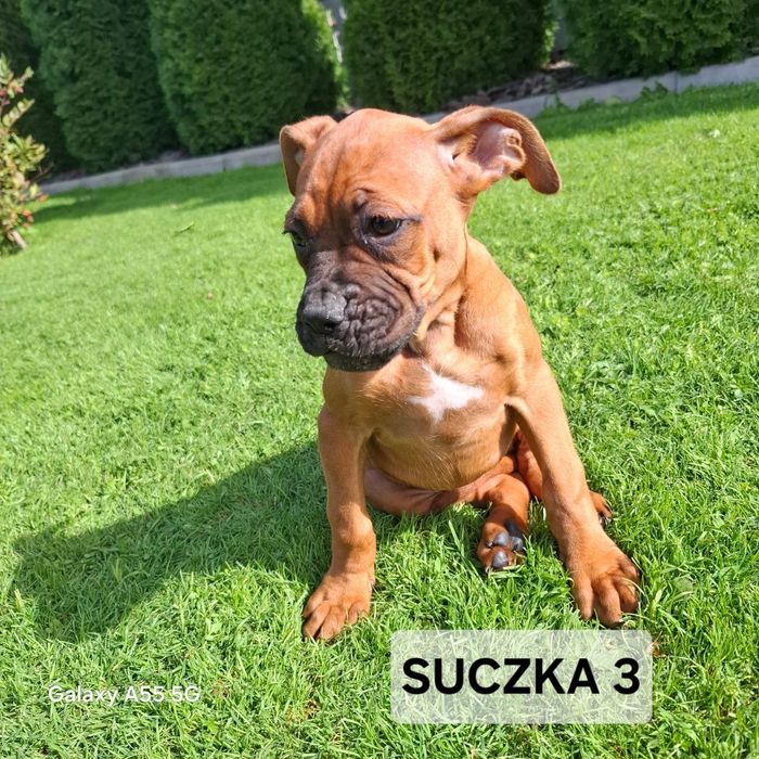 Szczeniak Bokser-Suczka