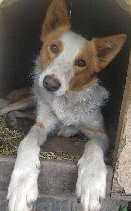 Стерилізована Лола в добрі руки