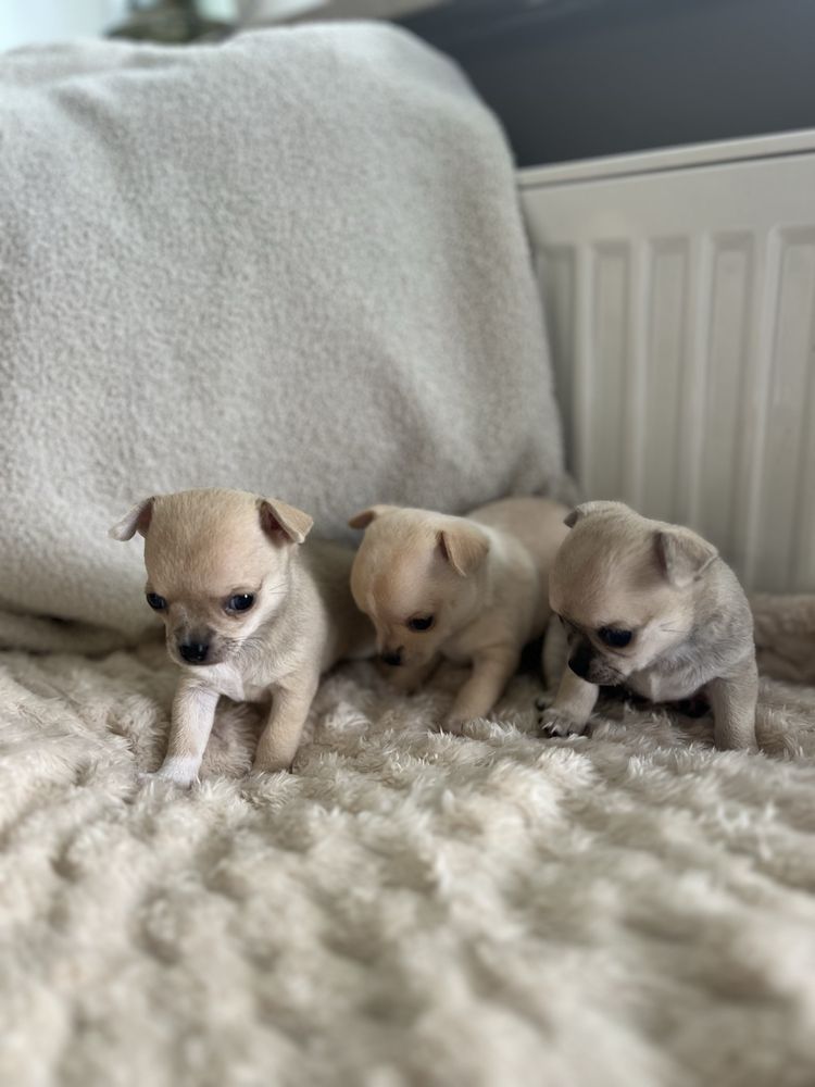 Suczka chihuahua
