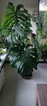 Monstera ogromna doniczkowa