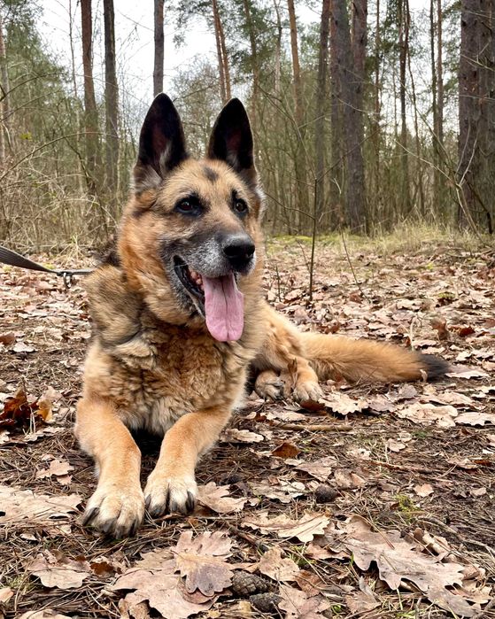 JAGA - psia seniorka szuka domu