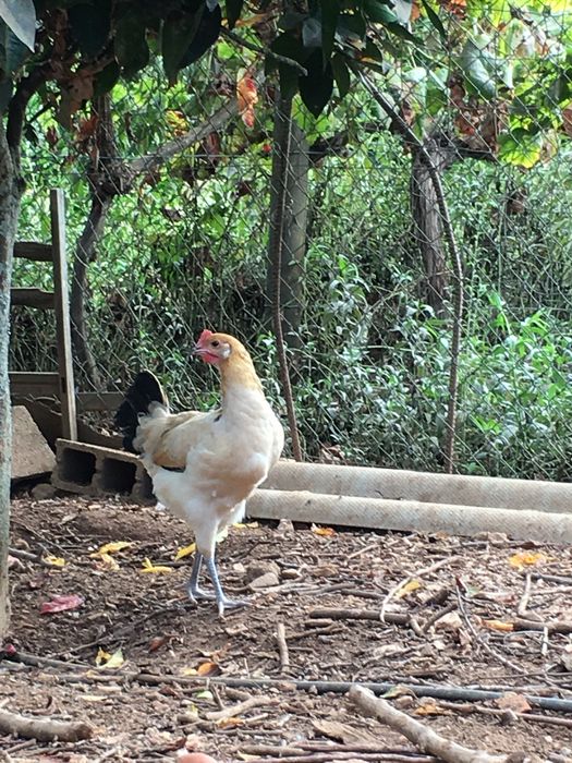 Casal andaluza surenha morucha