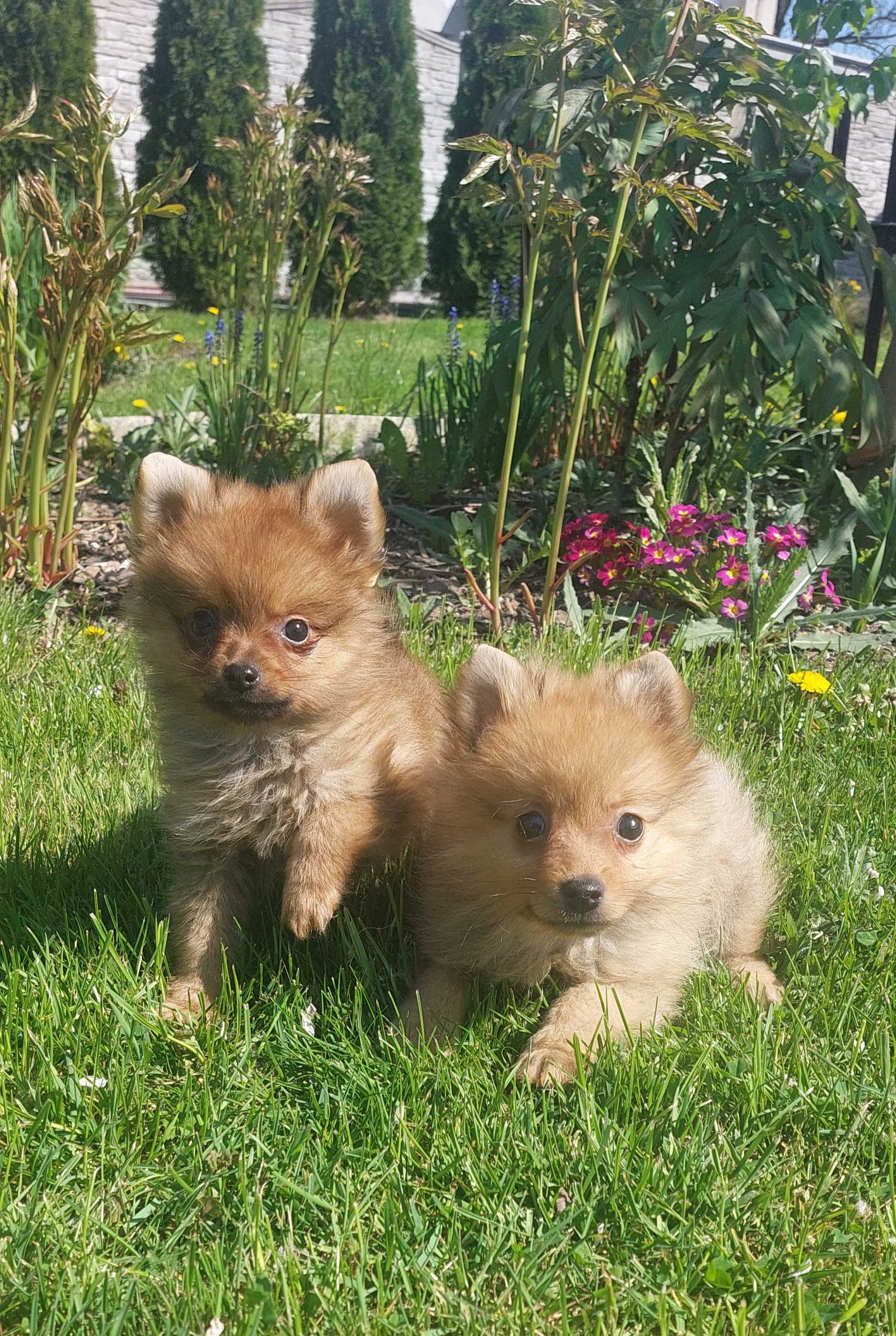 Szpic Miniaturowy,  Boo , Pomeranian