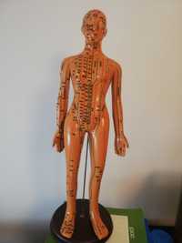 Modelo  de corpo humano masculino, pontos acupuntura