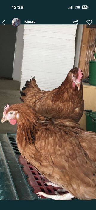 Kurki kolorowe Rosa młode kurki odchowane