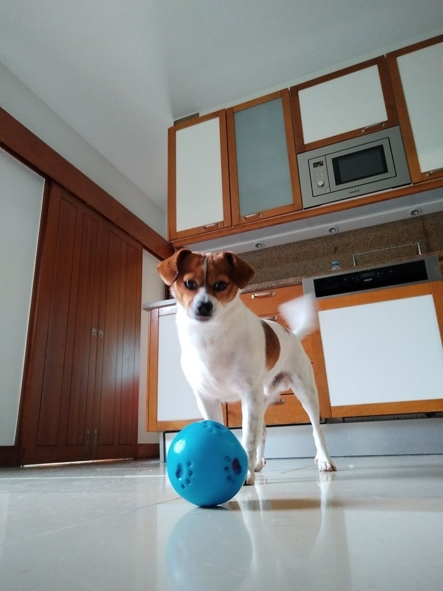 Petsitting/auxiliar de veterinária ao domicilo