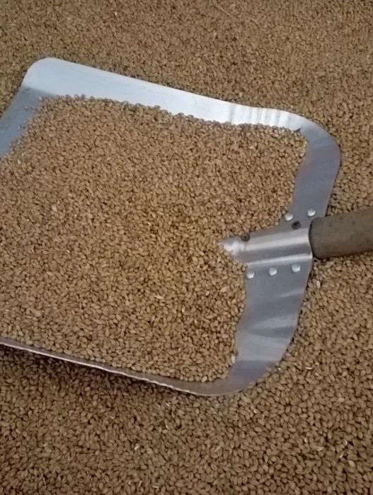 Pszenica ozima z 2025r.