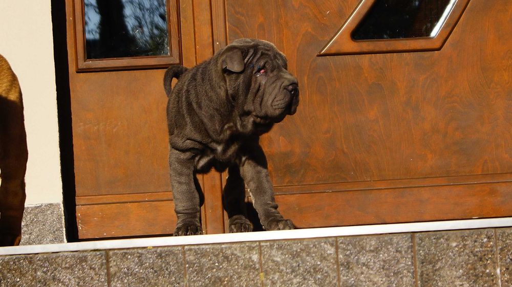 Szczeniak blue, Shar Pei z rodowodem, błękitny Filo