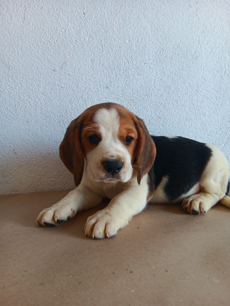 Beagle tricolor  porte pequeno