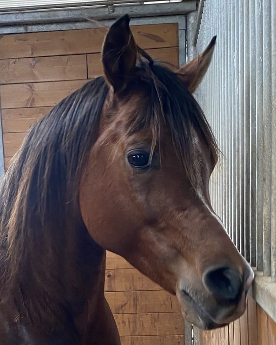 Elmikon, Garanhao, PSA 5 anos Castanho