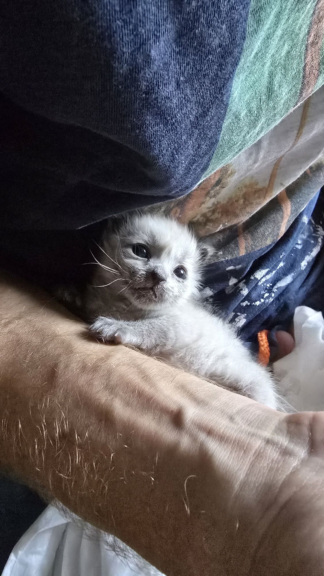 Gatinha bebé para Adoção no final do mes de Julho.