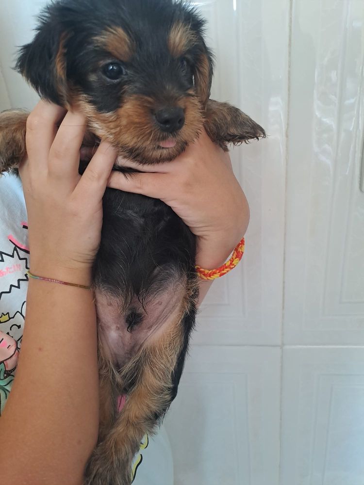 Yorkshire Terrier Mini (fêmea)