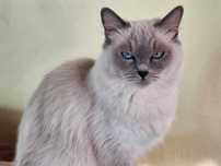 Kotka rasy Ragdoll