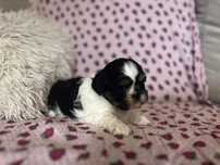 Shih tzu suczka rodowód, wyprawka