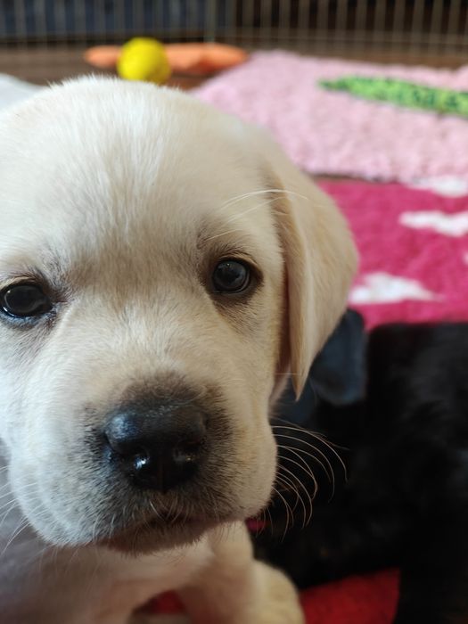 Labrador Retriever Piesek Związek Kynologiczny w