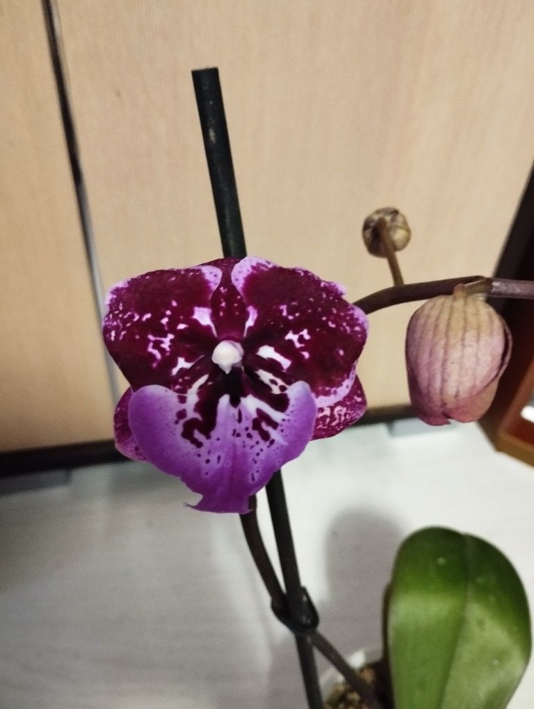 Сортовая орхидея Хот кисс