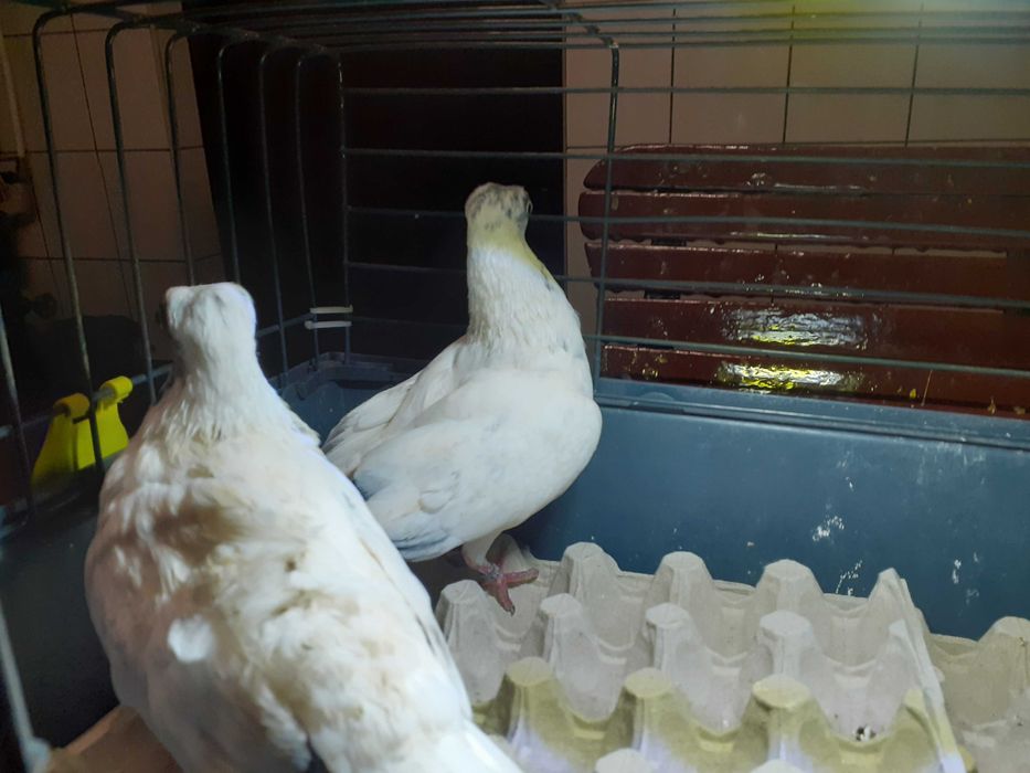 Gołębie Winery Szeki