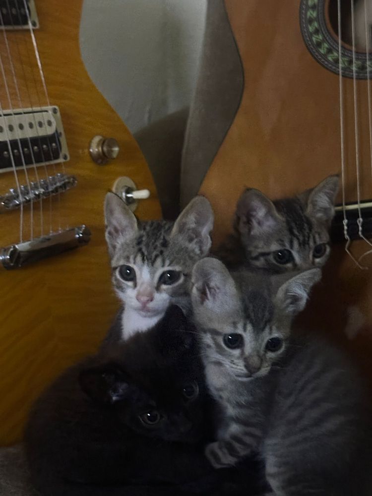 Gatos para adoção