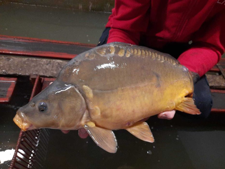 Karp z własnej hodowli hurt/detal