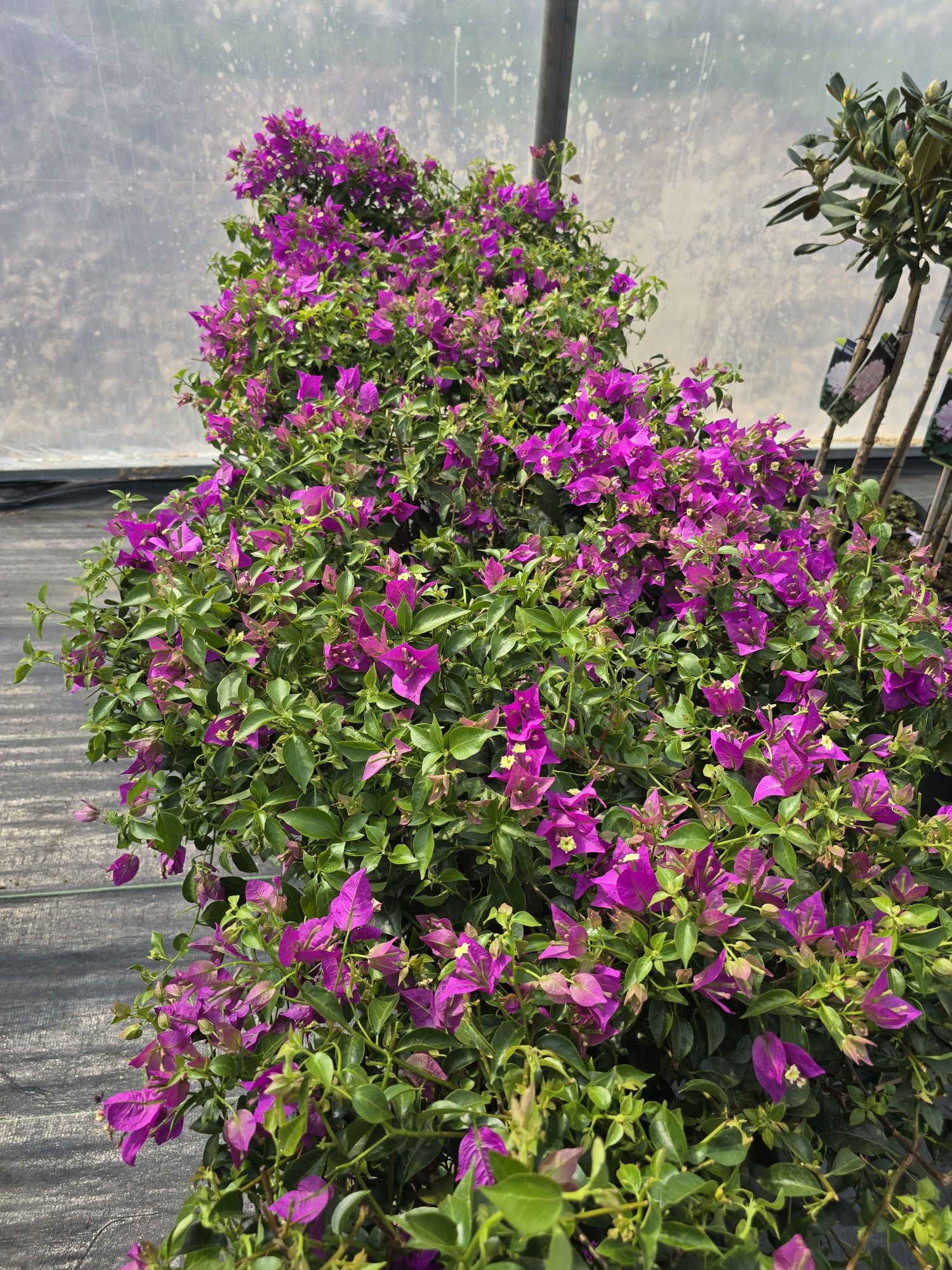 Bugenwilla Bougainvillea