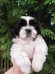Shih Tzu piesek z metryką rodowodem ZKwP FCI