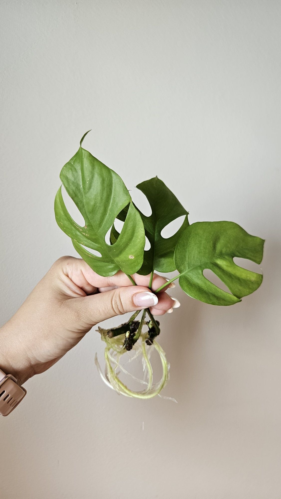 Monstera monkey, Monstera minima,