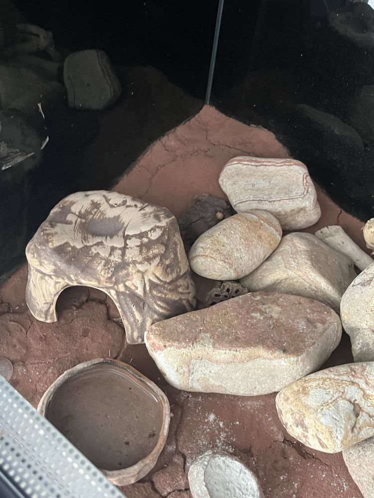 Gekon lamparci wraz z terarium i wyposażeniem