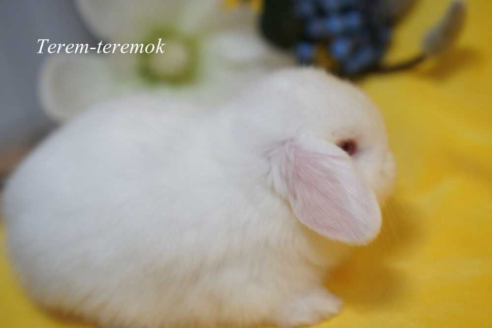 Карликові породисті кроленята! Высловухі кролики міні!