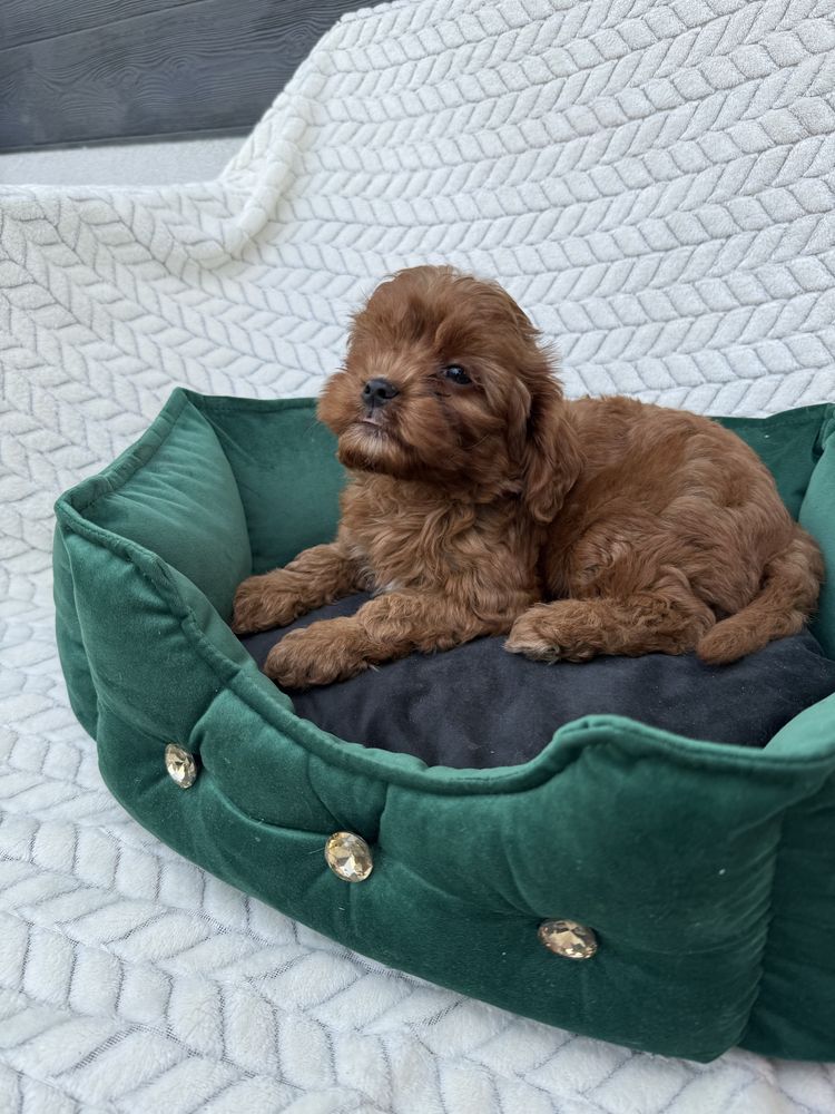 Cavapoo F1 GOTOWY DO ODBIORU pudel toy, cavalier