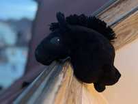 Hobby horse a5 SQL pilne