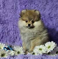 Gotowa do odbioru!!Mini dziewczynka szpic miniaturowy pomeranian