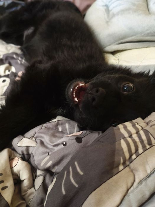 Кумедна дівчинка) Цуценя‼️