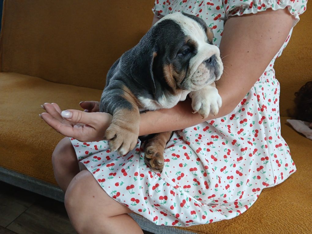 Buldog Angielski samiec Black and tan